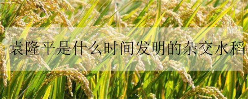 袁隆平是什么时间发明的杂交水稻