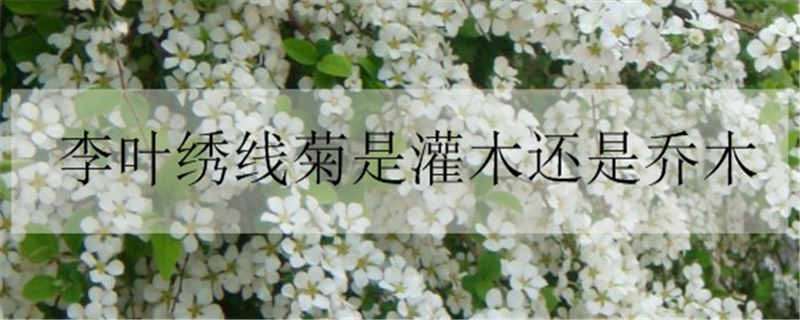 李叶绣线菊是灌木还是乔木 珍珠绣线菊属于乔木还是灌木