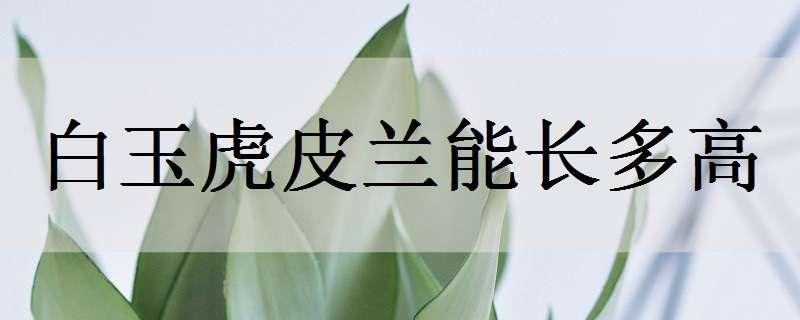 白玉虎皮兰能长多高