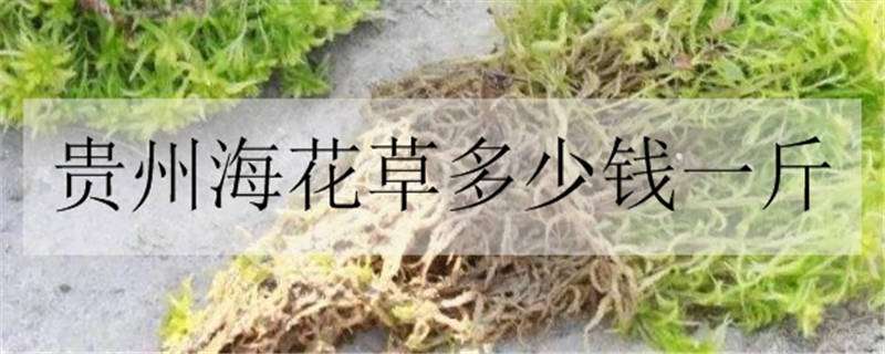 贵州海花草多少钱一斤 贵州干海花草收购价