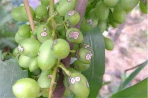 葡萄萌芽后尽量不浇水的原因 葡萄树萌芽期能浇水吗