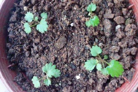 草莓种子一般几天发芽 草莓种子直接种土里会发芽吗