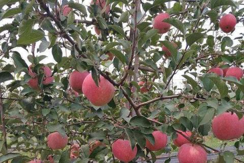 盆栽苹果树怎么矮化 盆栽苹果树怎么矮化几年结果
