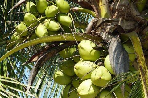 椰子是酸性还是碱性水果（椰子是酸性还是碱性水果呢）