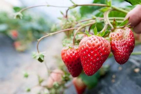 草莓一天要晒多久太阳 草莓一天要晒多久太阳才能结果