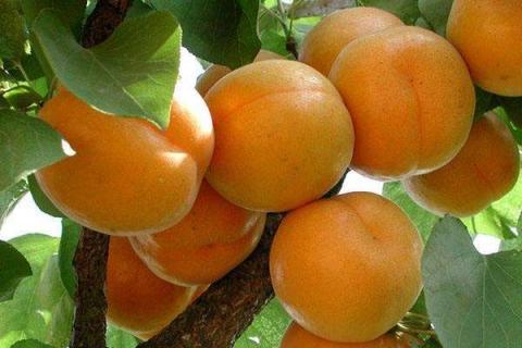 杏树掉果是什么原因 杏树掉果是什么原因造成的