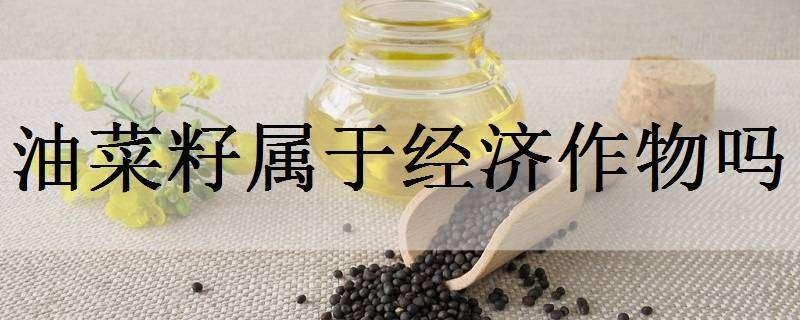 油菜籽属于经济作物吗