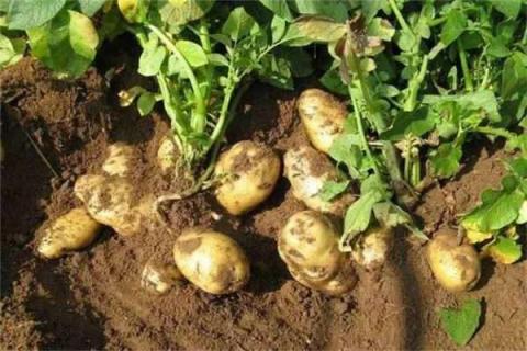 土豆靠什么传播种子 土豆是怎么传播到我国的
