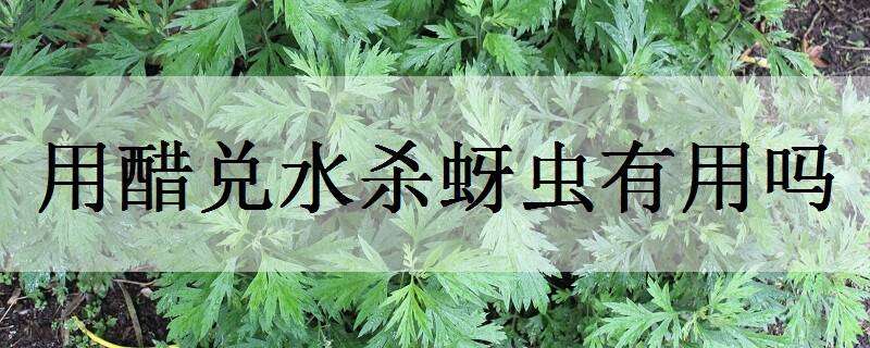 用醋兑水杀蚜虫有用吗