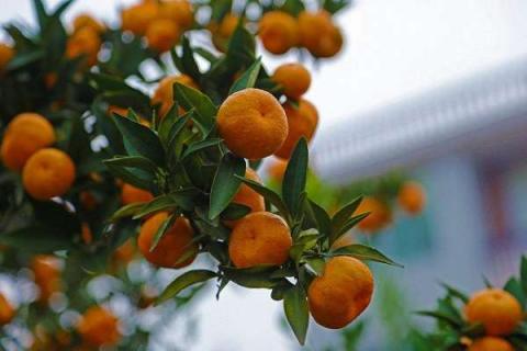 橘子籽种几年可以结果（橘子籽几年能结果）