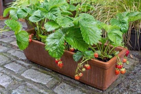 盆栽草莓怎样施肥