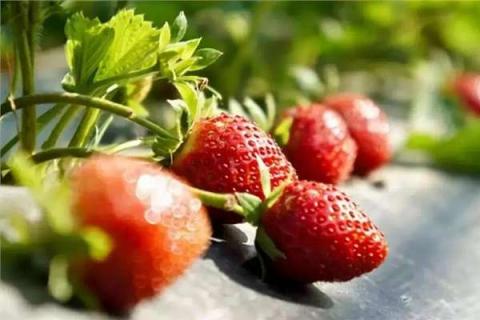 草莓结果时要留多少叶片 草莓结果时要留多少叶片呢