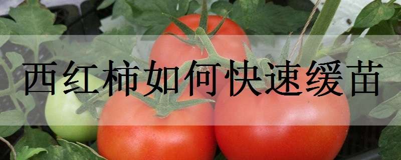 西红柿如何快速缓苗