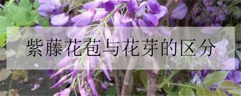紫藤花苞与花芽的区分（紫藤花的花苞是什么样的）