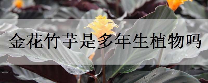 金花竹芋是多年生植物吗（金花竹芋是多年生植物吗）