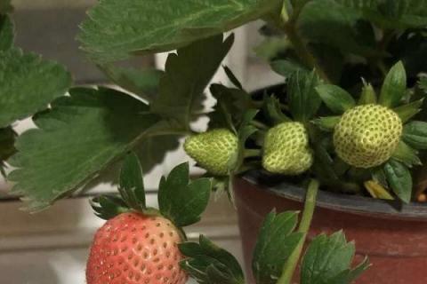 如何判断草莓要浇水 如何判断草莓要浇水了没