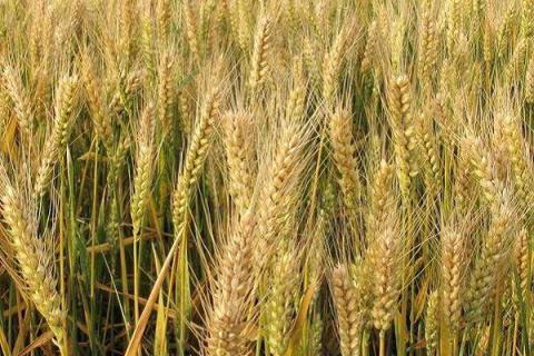 小麦种植最佳时间和方法及注意事项 