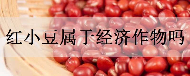 红小豆属于经济作物吗