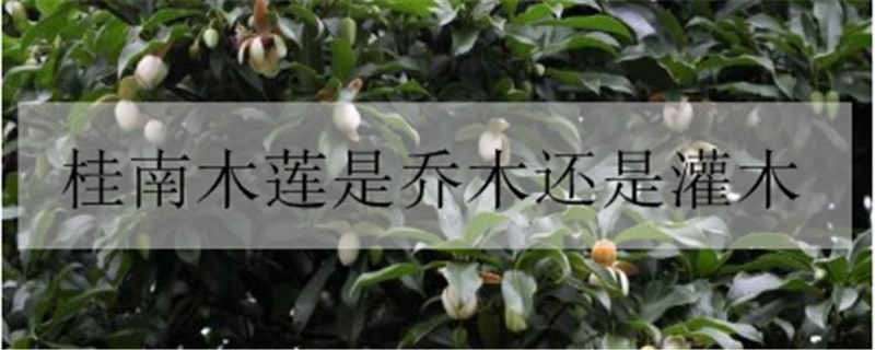 桂南木莲是乔木还是灌木