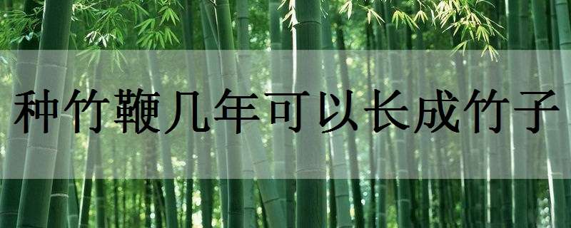 种竹鞭几年可以长成竹子（竹鞭多久能长成竹子）