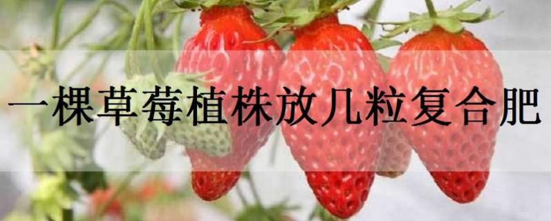 一棵草莓植株放几粒复合肥 一棵草莓植株放几粒复合肥料