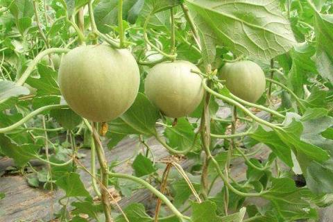 露地香瓜的种植技术是什么