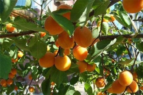 杏树扦插生根最快方法是什么（杏树扦插多久生根）