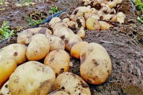 土豆生长期多少天收获