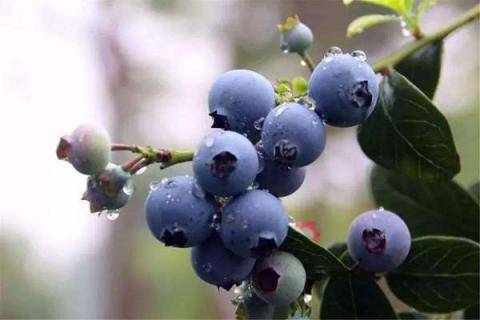 蓝莓是败火还是上火 蓝莓是上火的水果吗