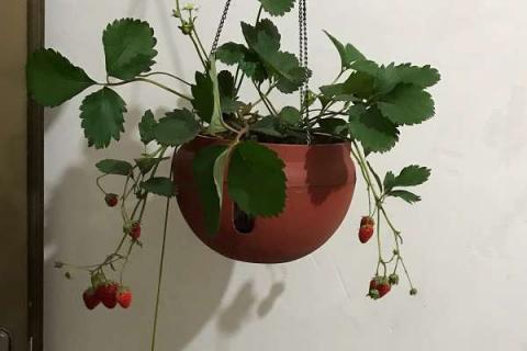 家庭盆栽草莓的种植技巧有哪些（家庭如何盆栽草莓）