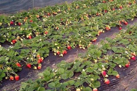 刚买回来的草莓苗怎么种植成活率高