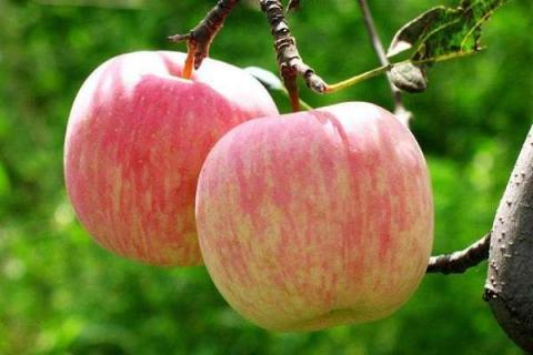 一棵苹果树怎么授粉 只种一棵能结果吗