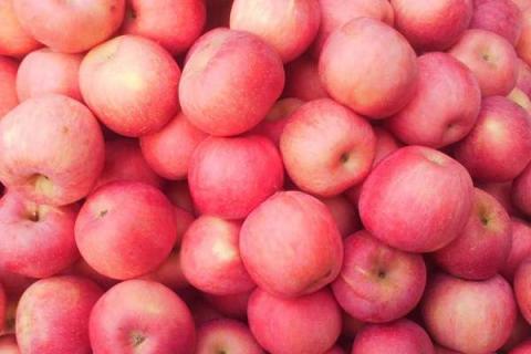苹果种子育苗步骤及方法有哪些 苹果种子如何育苗