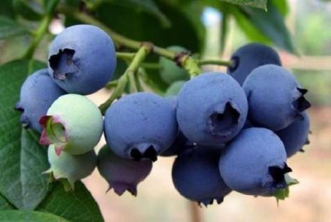 超市买的盒装蓝莓要洗吗 超市里买的盒装蓝莓还需要洗吗
