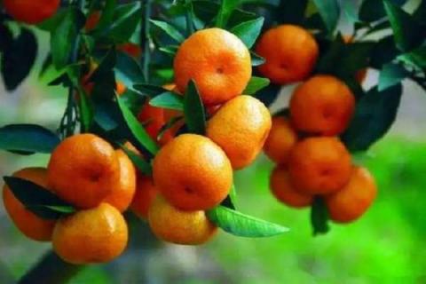 柑橘夏梢是什么时候发 注意事项有哪些