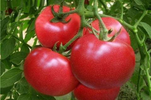 西红柿开花了可以施肥吗 选择什么肥料好