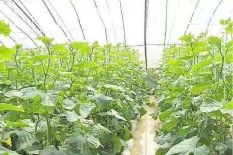 黄瓜怎么浇水能提高产量