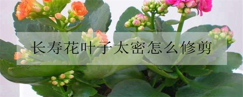 长寿花叶子太密怎么修剪