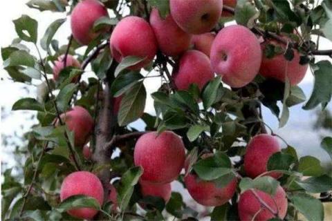 苹果树花期能浇水吗