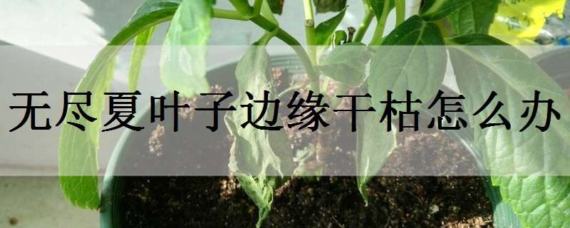 无尽夏叶子边缘干枯怎么办