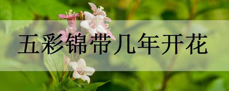 五彩锦带几年开花