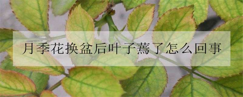 月季花换盆后叶子蔫了怎么回事