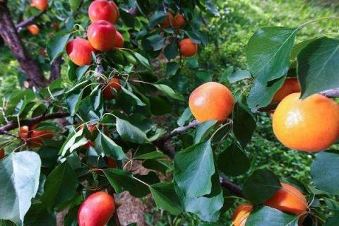 杏子是什么季节的水果 挑选技巧有哪些