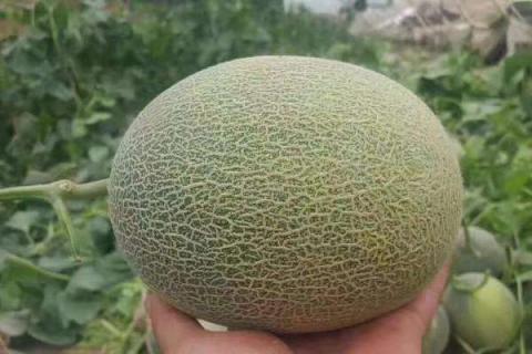 哈密瓜是什么季节的水果（哈密瓜是凉性的还是热性的）