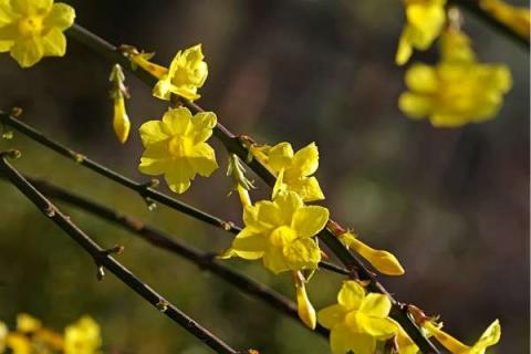 迎春花夏季怎么施肥浇水 夏天的养护和管理