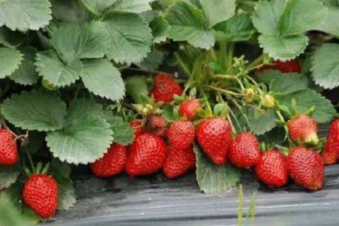 买的草莓种子怎么种（买的草莓种子怎么种植）
