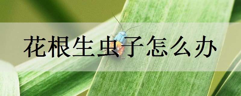 花根生虫子怎么办（花根生虫子怎么办呢）