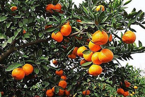 柑橘夏梢是什么时候发 注意事项有哪些