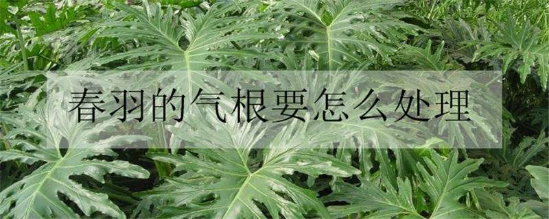 春羽的气根要怎么处理