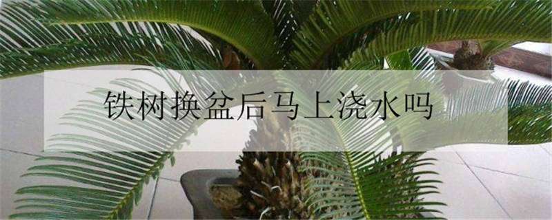 铁树换盆后马上浇水吗